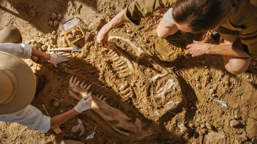 Découverte D'un Fossile De Dinausaure, Deux Paléontologues Dégage Le Fossile Du Sol