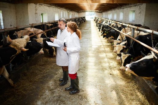 chercheurs observent des vaches