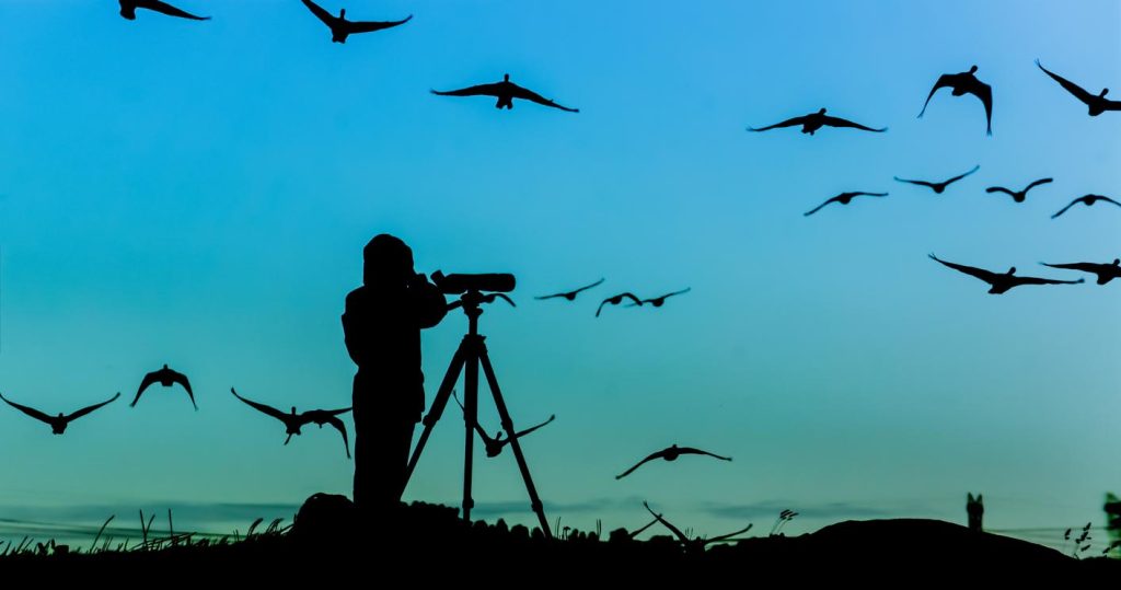 chercheur observant des oiseaux