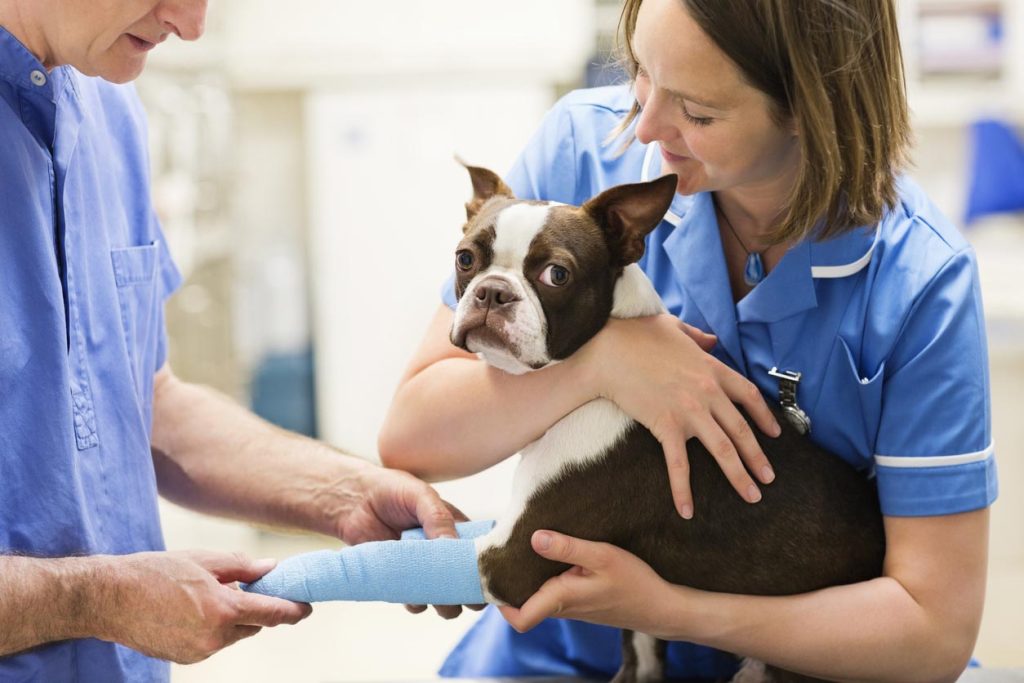 vétérinaire s’occupe d'un chien qui à mal à la patte