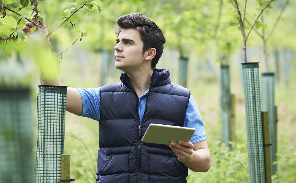 Homme Qui Analyse Un Jeune Arbre, Il Tient Une Tablette