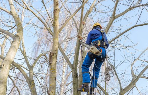 élagueur Au Travail Sur Un Arbre